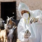 اجرای طرح واکسیناسیون رایگان دام و طیور در ندوشن