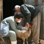 ارائه خدمات رایگان دامپزشکی به بیش از یک‌هزار رأس دام در روستای دادانه