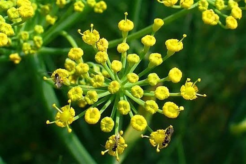 از رازیانه رزن تا سیر همدان؛ جهاد دانشگاهی به دنبال پایان خامفروشی اخبار استان همدان , اخبار همدان , جهاد دانشگاهی ,