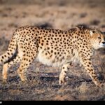 بقای «سلطان سرعت» در سرزمین ایران/ جمعیت یوزها بیشتر شد‌