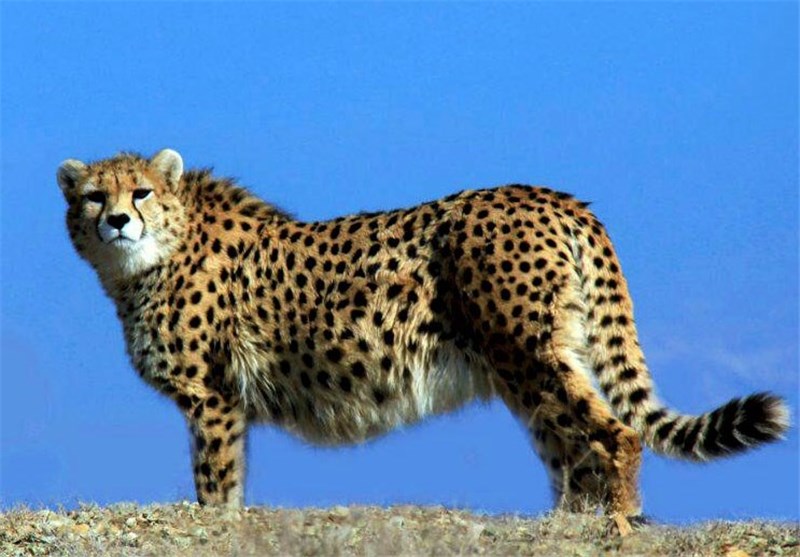 نظام مسائل استان سمنان , اخبار سمنان , 