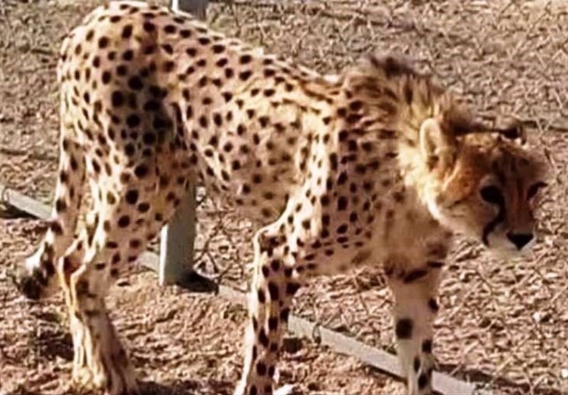نظام مسائل استان سمنان , اخبار سمنان , 
