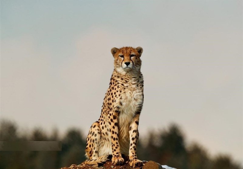 نظام مسائل استان سمنان , اخبار سمنان , 