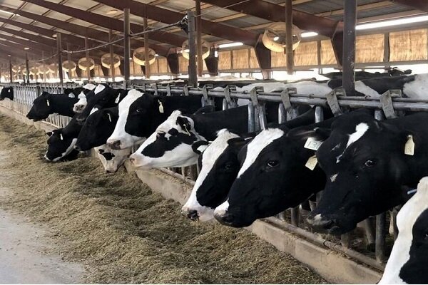 طرح ساماندهی واحدهای دامپروری دزفول آغاز شد