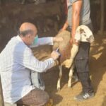 طرح واکسیناسیون رایگان تب برفکی در استان بوشهر آغاز شد