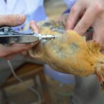فاز اجرایی واکسیناسیون رایگان طیور بومی در اردبیل آغاز شد