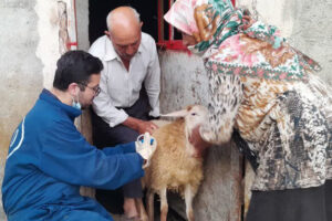 واکسیناسیون بیش از ۴.۴ میلیون رأس دام در آذربایجان شرقی طی سه ماه