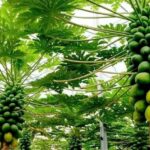 پاپایاهای ایرانی از دل شمال به بازار رسیدند؛ روایت یک کارآفرینی متفاوت