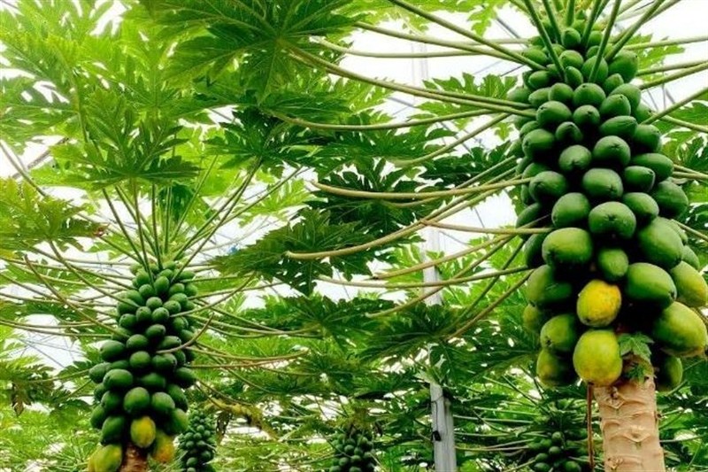 پاپایاهای ایرانی از دل شمال به بازار رسیدند؛ روایت یک کارآفرینی متفاوت