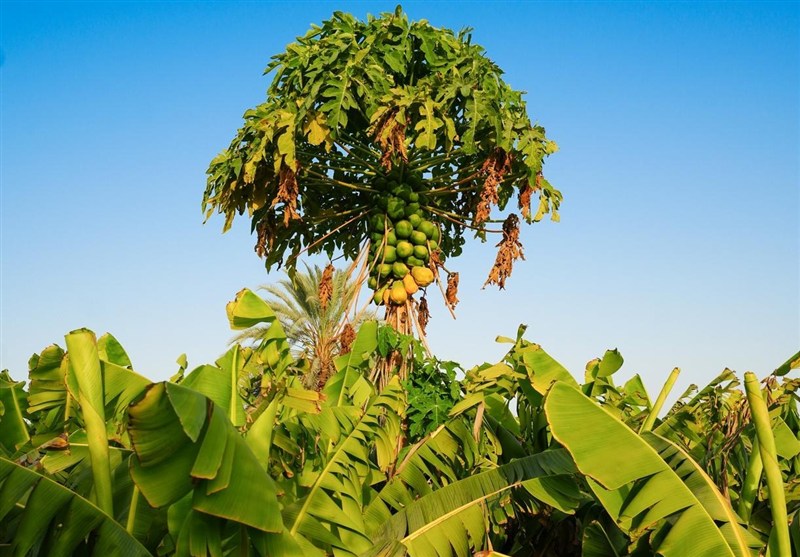اخبار استان مازندران , اخبار بابل , 