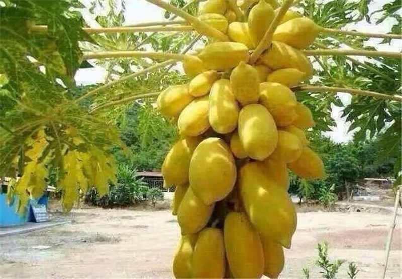 اخبار استان مازندران , اخبار بابل , 
