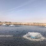 کرمانشاه؛ از قطب تولید ماهی تا خیز برای فتح بازارهای صادراتی خاویار