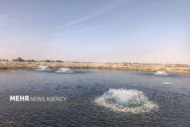 کرمانشاه؛ از قطب تولید ماهی تا خیز برای فتح بازارهای صادراتی خاویار