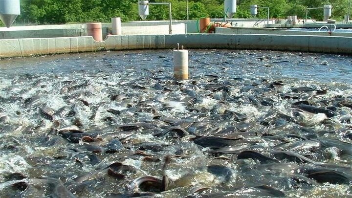 کرمانشاه؛ از قطب تولید ماهی تا خیز برای فتح بازارهای صادراتی خاویار کرمانشاه؛ از قطب تولید ماهی تا خیز برای فتح بازارهای صادراتی خاویار