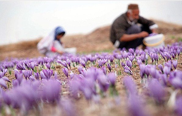کشت گیاهان دارویی اصفهان از ۱۰ هزار هکتار گذشت؛ جای خالی صنایع فرآوری