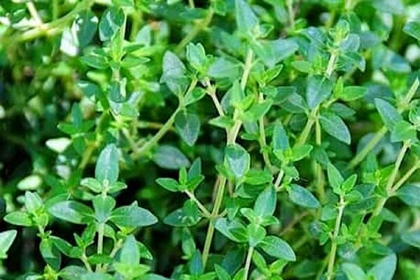 گنجینه سبز سیستان و بلوچستان؛ فرصتهای طلایی در گیاهان دارویی گنجینه سبز سیستان و بلوچستان؛ فرصتهای طلایی در گیاهان دارویی