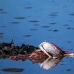 آنفولانزای پرندگان در تالاب میقان از کجا آمد؟/بازچرخانی 100 درصدی پساب