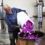 ایران در گردش مالی گل محمدی سهم ناچیزی دارد