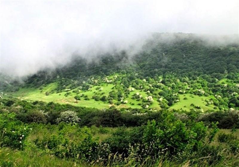 اخبار استان گلستان , جنگل , جنگل های هیرکانی , سازمان منابع طبیعی , نظام مسائل استان , نظام مسائل استان گلستان , 