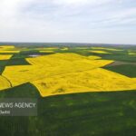 صدور شناسنامه برای صادرات محصولات کشاورزی در حال پیگیری است