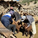 طرح واکسیناسیون رایگان تب برفکی در مازندران کلید خورد