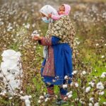 مرگ تدریجی یک محصول راهبردی/ سقوط آزاد ‌پنبه/ چه برسر «طلای سفید» آمد؟