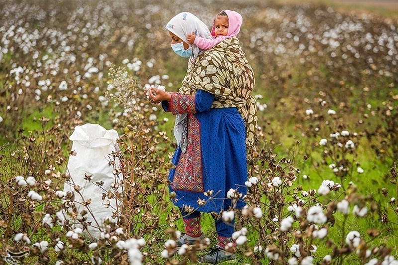 مرگ تدریجی یک محصول راهبردی/ سقوط آزاد ‌پنبه/ چه برسر «طلای سفید» آمد؟