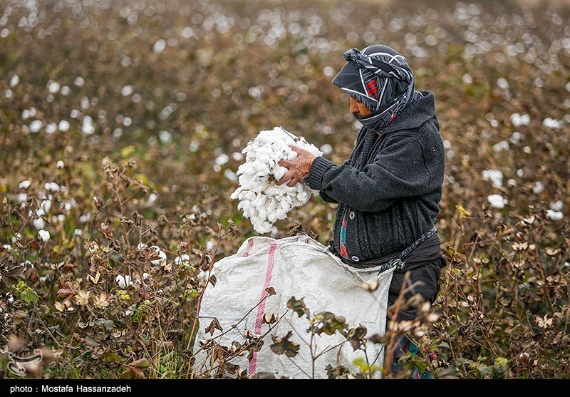 مرگ تدریجی یک محصول راهبردی/ سقوط آزاد پنبه/ چه برسر «طلای سفید» آمد؟ اخبار استان گلستان , کشاورزی , نظام مسائل استان گلستان , نظام مسائل استان ,