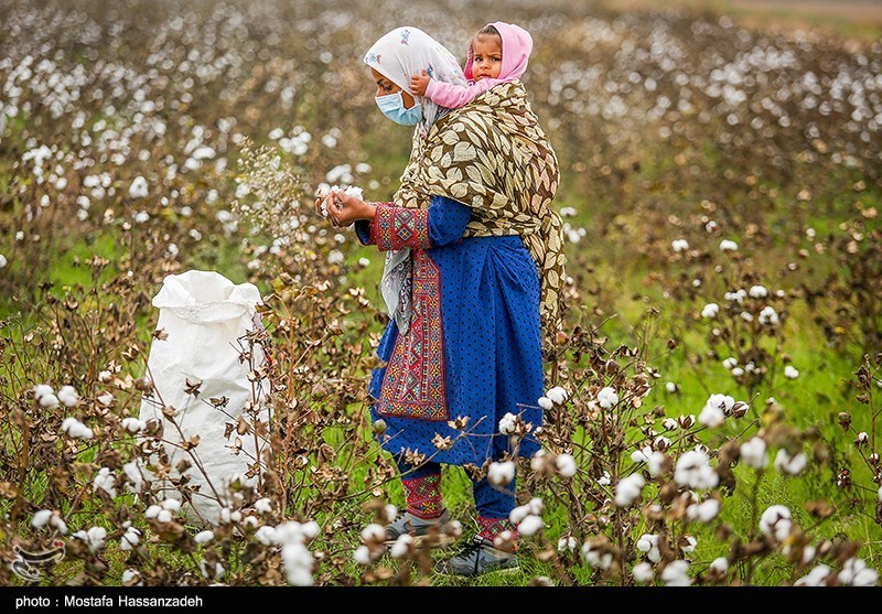 مرگ تدریجی یک محصول راهبردی/ سقوط آزاد پنبه/ چه برسر «طلای سفید» آمد؟ اخبار استان گلستان , کشاورزی , نظام مسائل استان گلستان , نظام مسائل استان ,