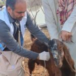 واکسیناسیون تب برفکی بیش از ۳ هزار رأس دام در چابهار و دشتیاری