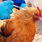 واکسیناسیون ۱۳ هزار قطعه طیور بومی شهرستان بوشهر علیه نیوکاسل