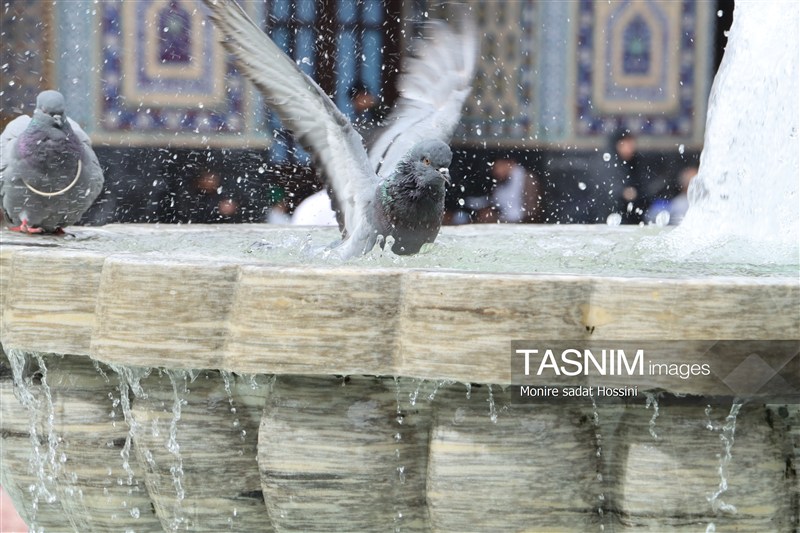 چهارشنبه امامرضایی؛ روایت دلدادگی در آستان سلطان خراسان امام رضا (ع) , حرم امام رضا(ع) , خراسان رضوی , اخبار استان خراسان رضوی , مشهد مقدس , اخبار مشهد , زائر رضوی , زائران , آستان قدس رضوی , خادمیاران رضوی ,