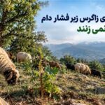 گزارش| بلوط‌های زاگرس زیر فشار دام جوانه نمی‌زنند