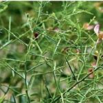 ۱۵۰ هکتار از اراضی گلوگاه زیر کشت گیاهان دارویی رفت