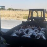 ۳۳۹ کیلوگرم گوشت قرمز فاقد هویت در بهار معدوم شد