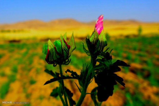 توسعه کشت گیاهان دارویی؛ راهبردی نو برای اقتصاد کشاورزی خوزستان
