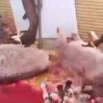هرگونه کشتار و عرضه گوشت الاغ و اسب تخلف است
