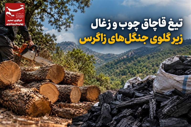 گزارش|تیغ قاچاق چوب و زغال زیر گلوی جنگل‌های زاگرس
